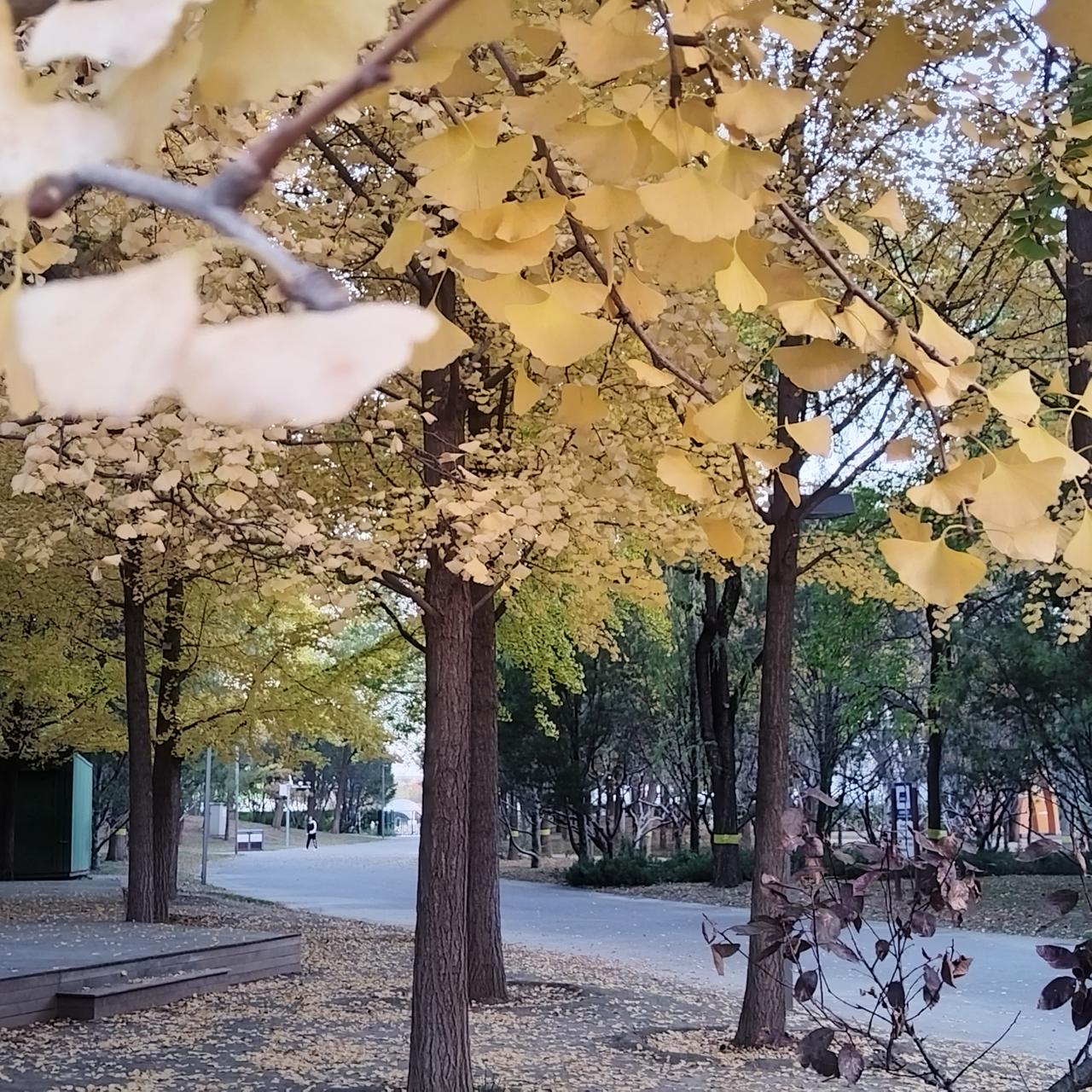 早晨的奥森，秋色渐入佳境。