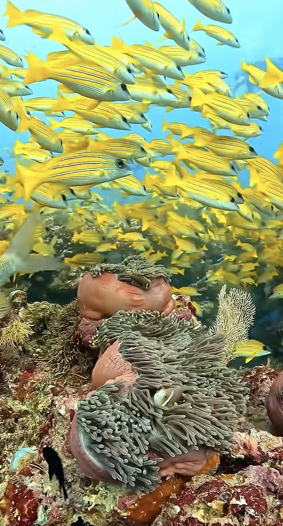 五彩缤纷的海底世界，潜水爱好者的天堂😍海底世界 风景 海底美景