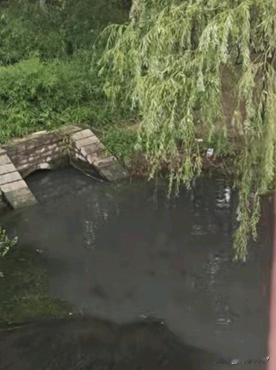 【太白湖新区河道污水直排！盼溯源整改护生态】据济宁市网络问政平台公开消息，有市民
