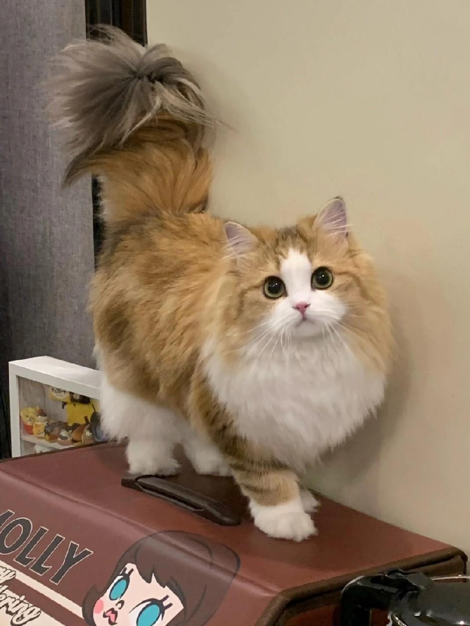 女儿临时出差，硬要把她的猫放我家寄养。我一开始坚决反对，猫掉毛会粘满沙发，每天铲