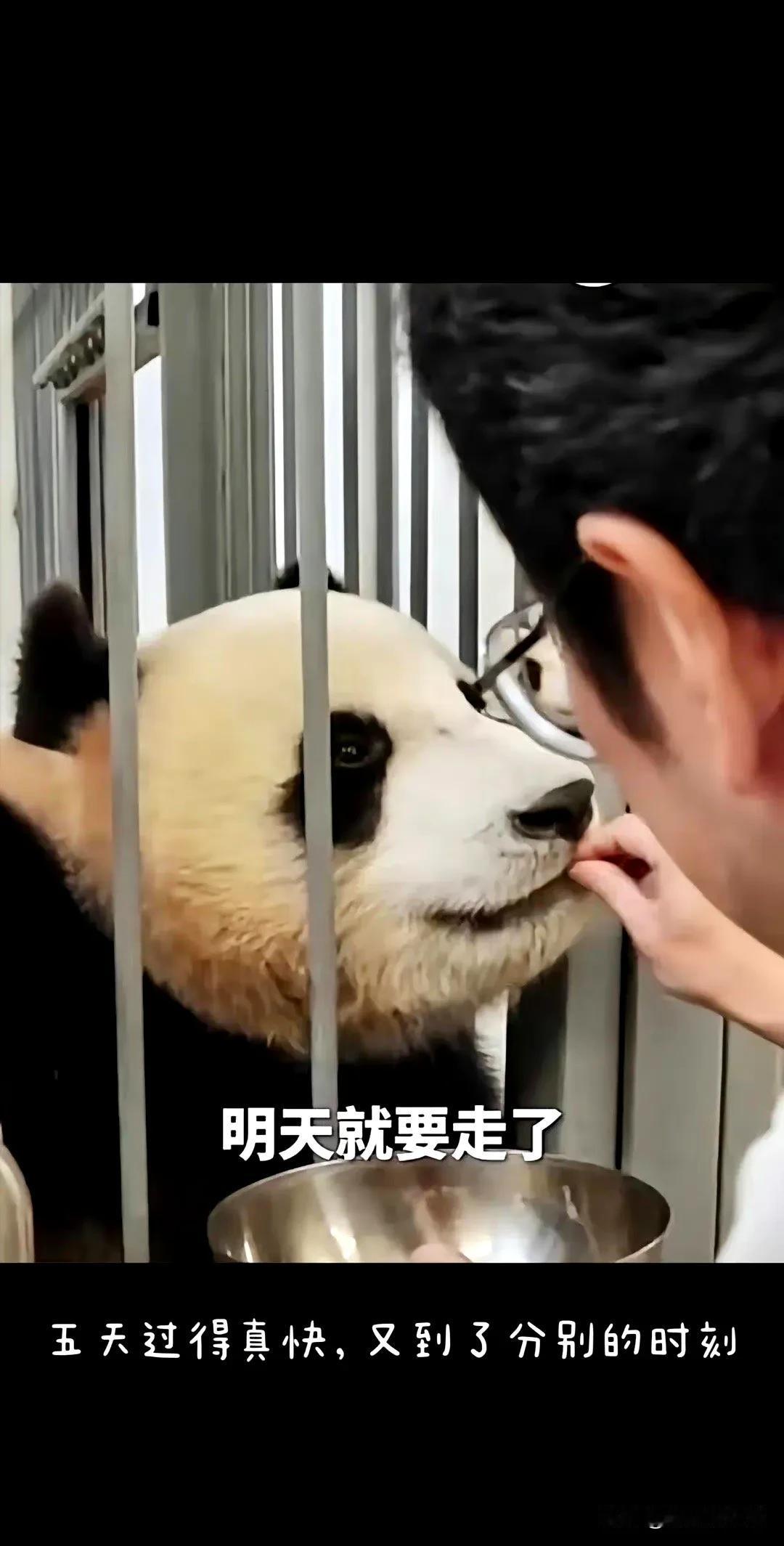 何兽医回国前，如意，丁丁，喀秋莎。

我挺喜欢这种平平淡淡的文字，有一种感动，可