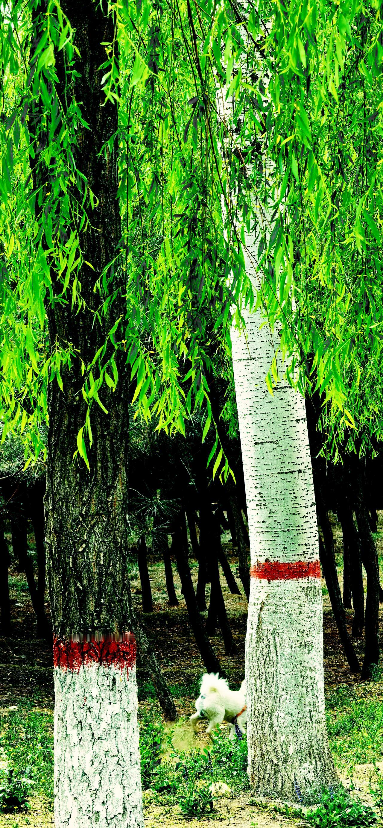 两棵树
