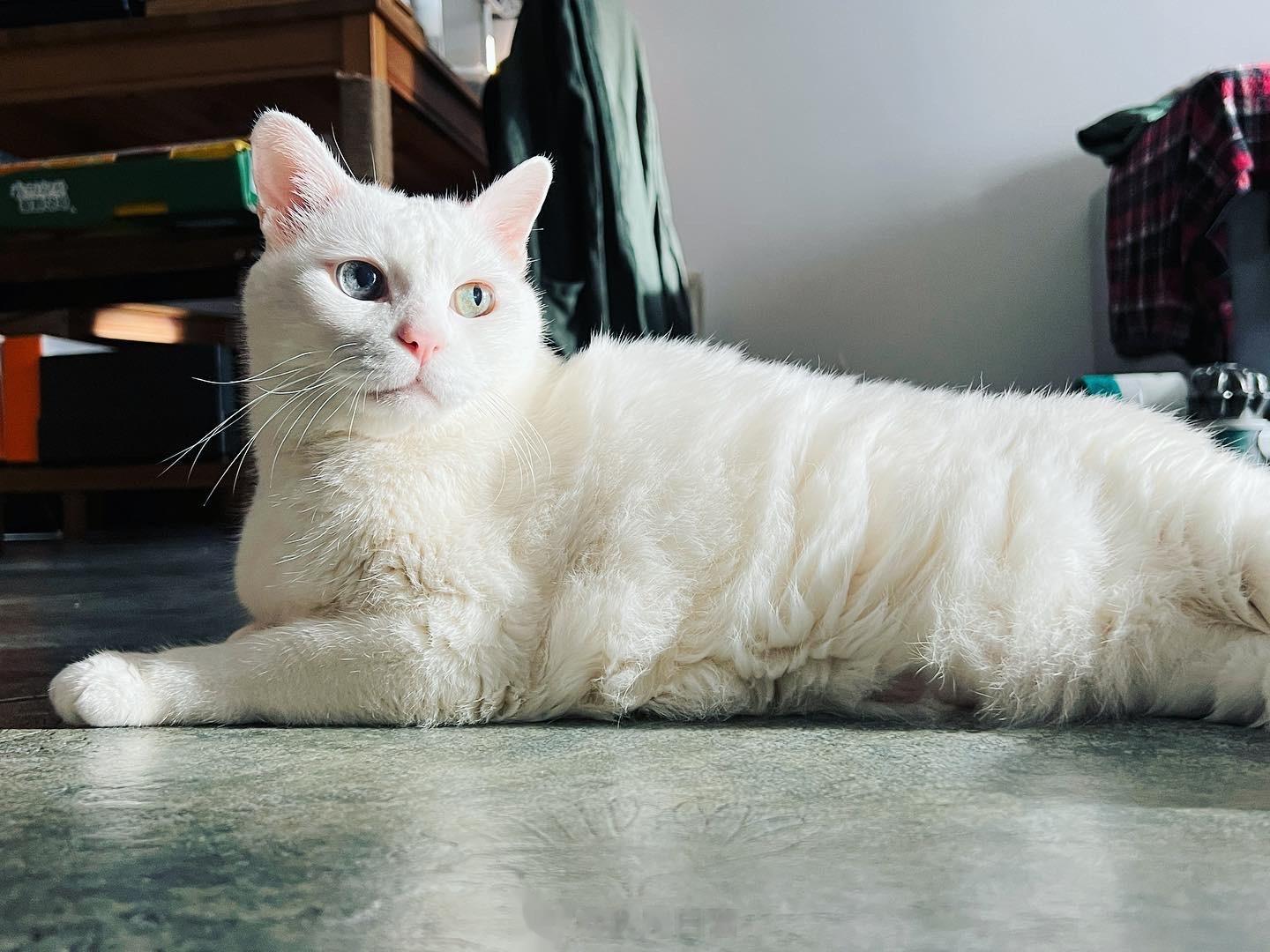 老吉94帥😎 ​​​