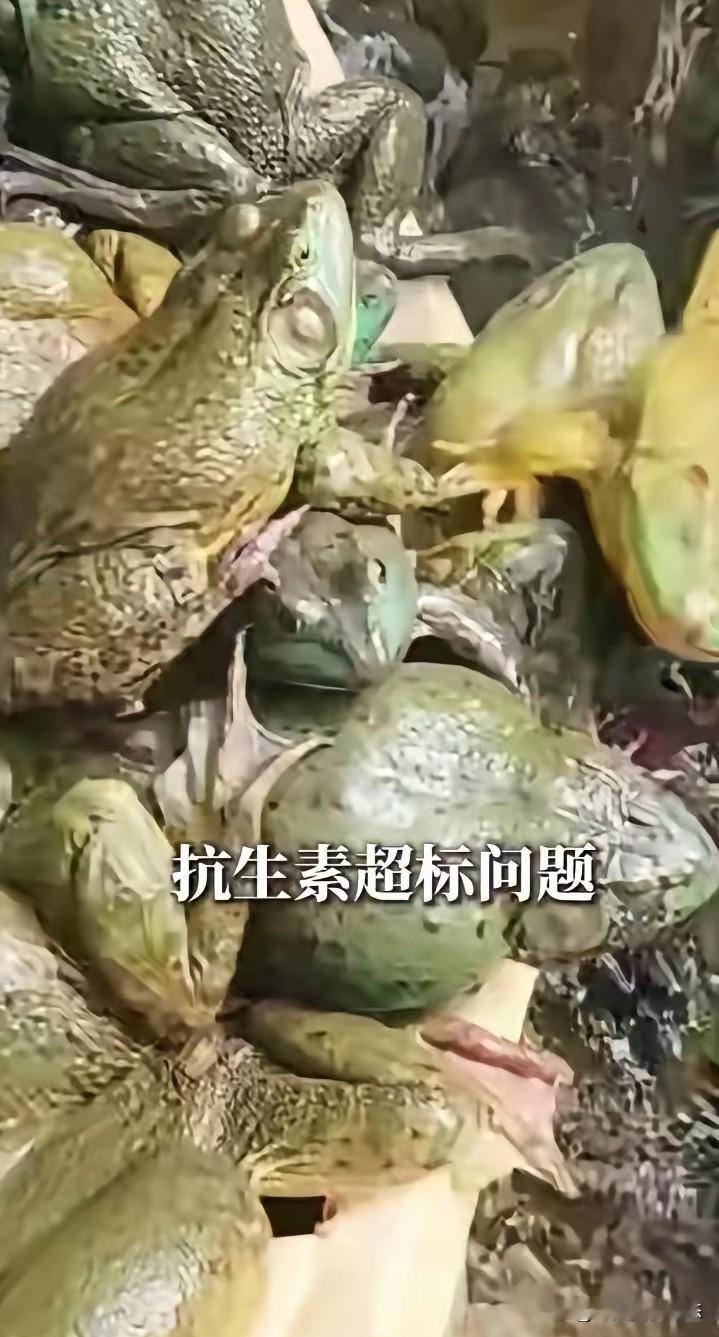 “牛蛙 抗生素”都冲上热搜了，多地检测出牛蛙抗生素超标，这事儿可太闹心了。
8月