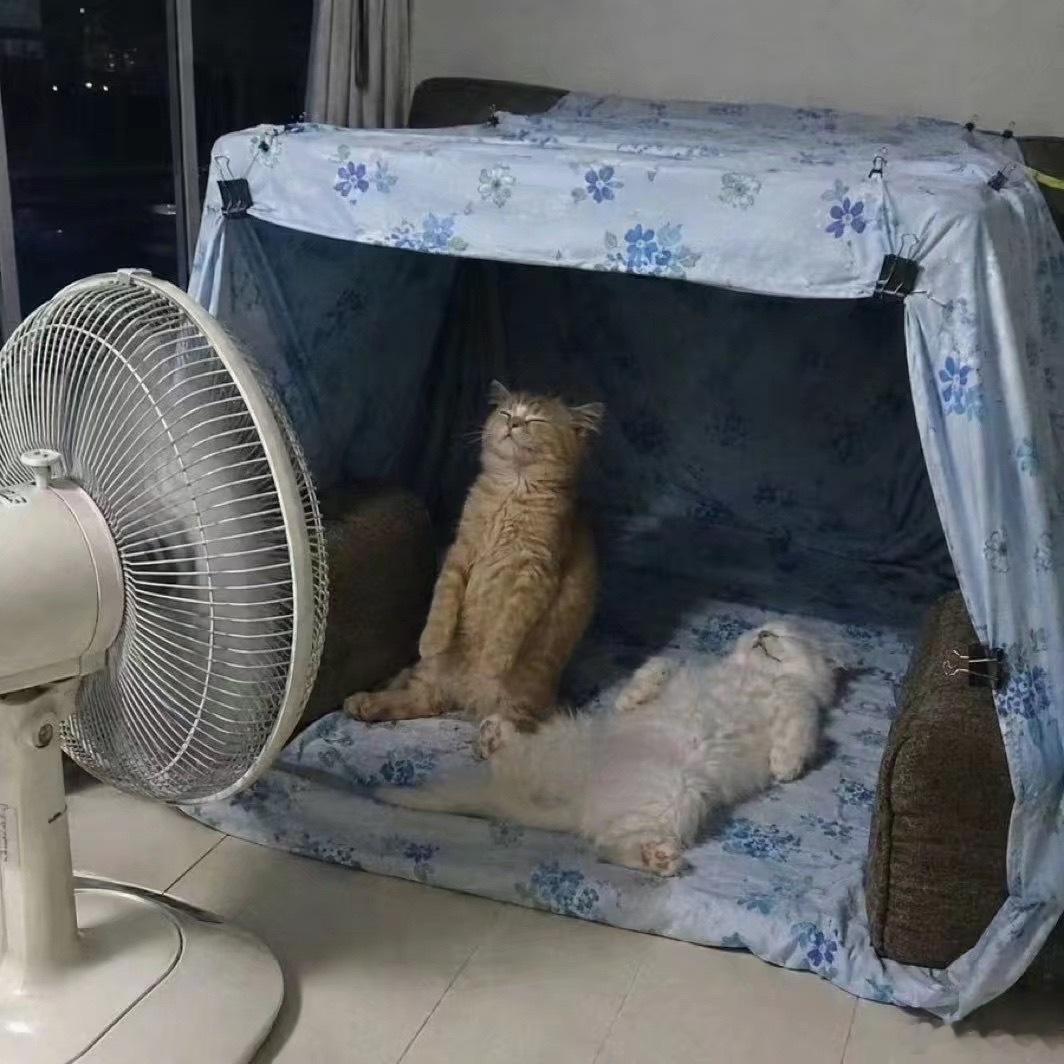 给老家的妈妈发消息问“猫咪还好吗？”，然后看到她发来的照片 