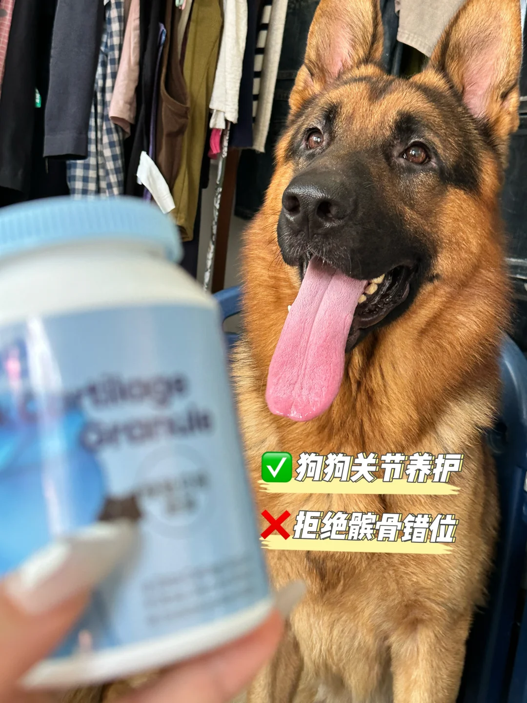 要想狗狗养的好，关节养护不能少