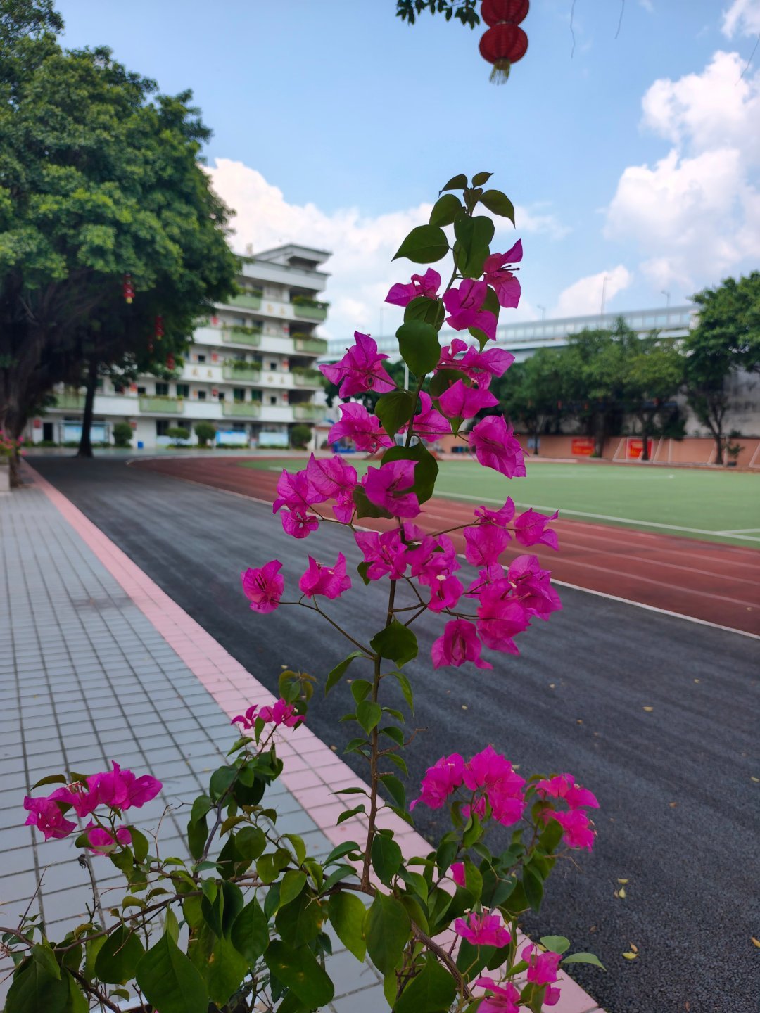 又到三角梅盛开的季节🌸  ​​​