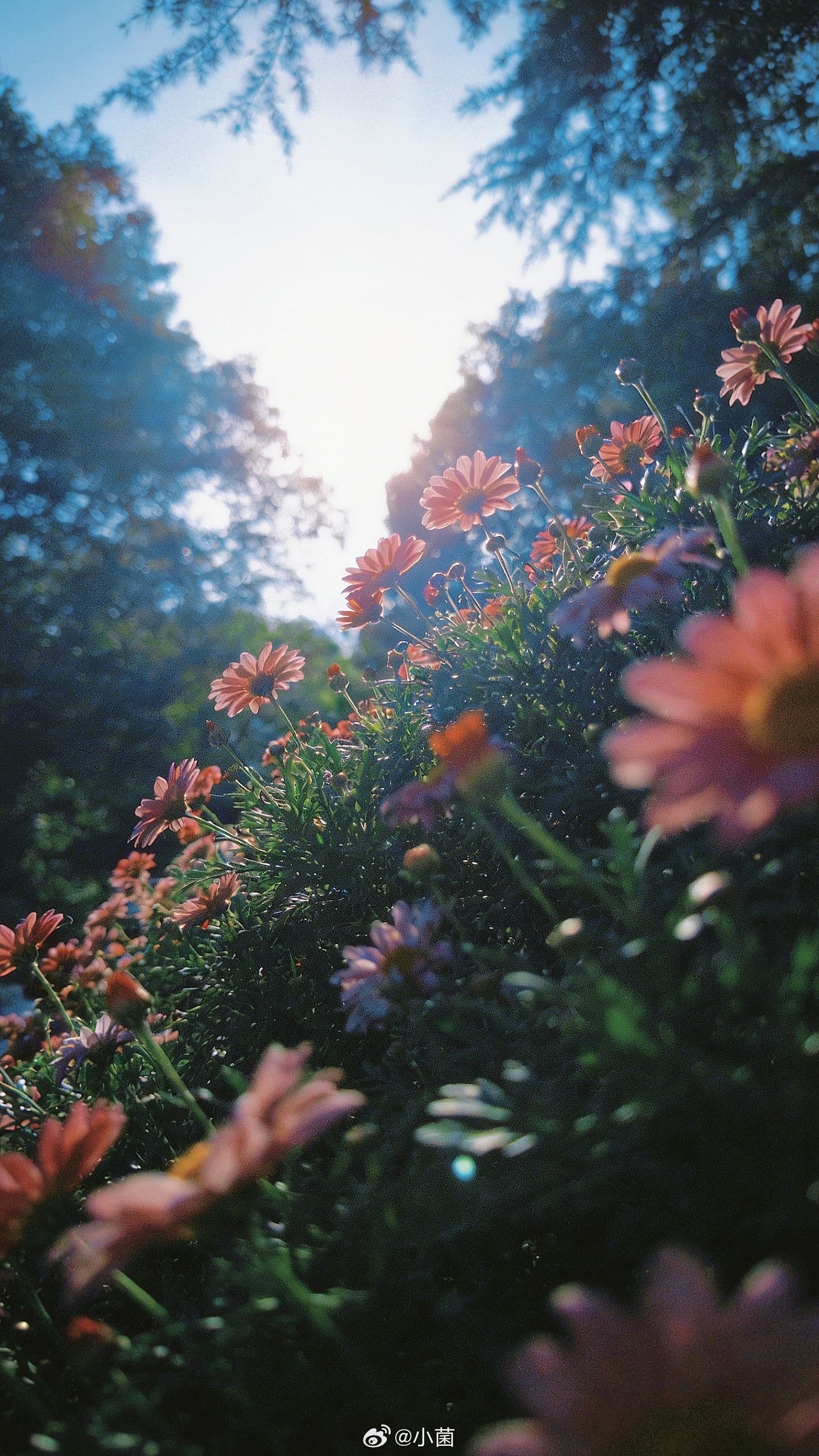 小菌 祈尔繁芜胜常春来自春天的色彩早朋友们！ 