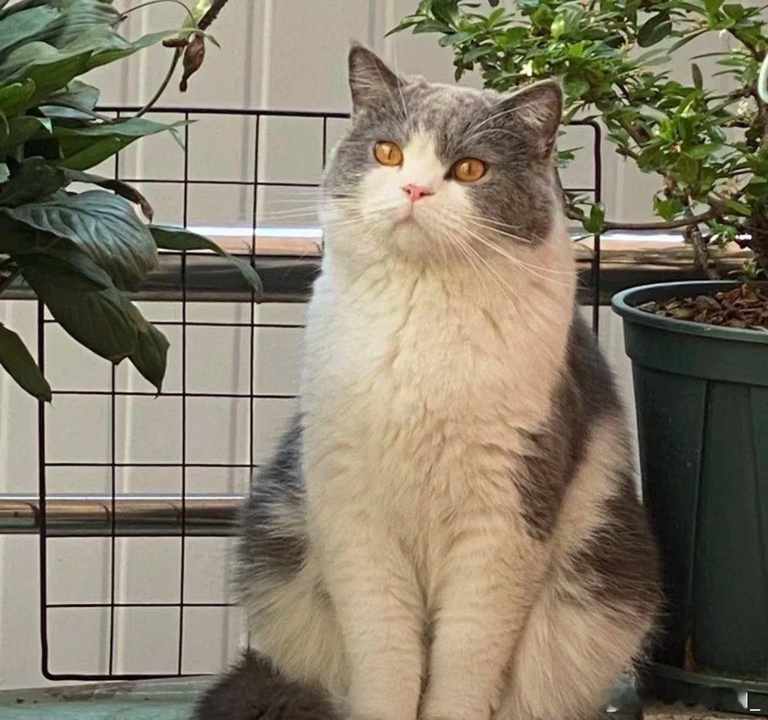 突然发现猫也会断崖式衰老猫咪的衰老常常来得猝不及防，前几年还活泼好动，转眼就变得