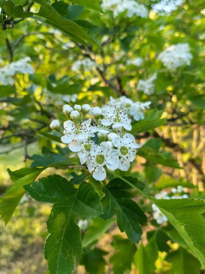 春风拂枝，花瓣轻落似碎雪。花影舞于青石径，香雾漫染四月，时光在光晕中静好。 ​​