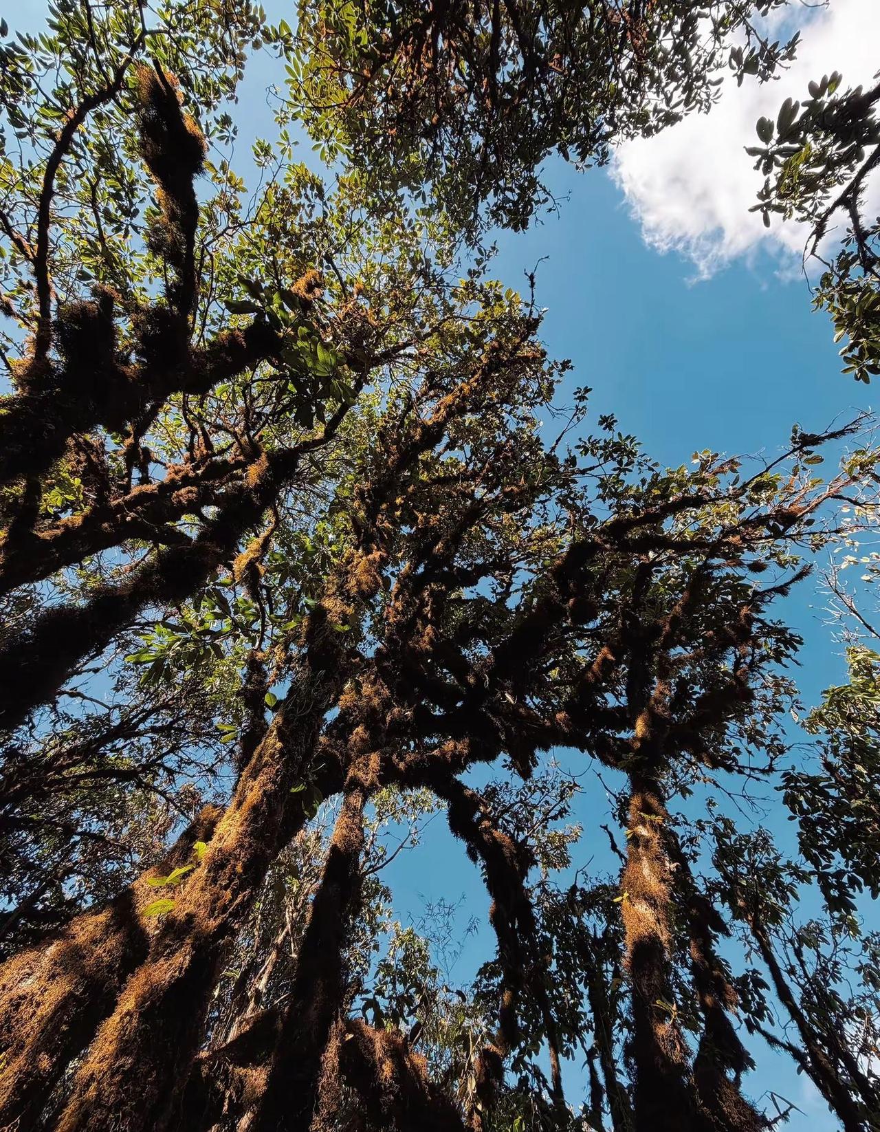 芒市的原始森林不止有苤菜坝、黑河老坡，还有芒市哀牢山之称的箐口峰，来这里一天就可