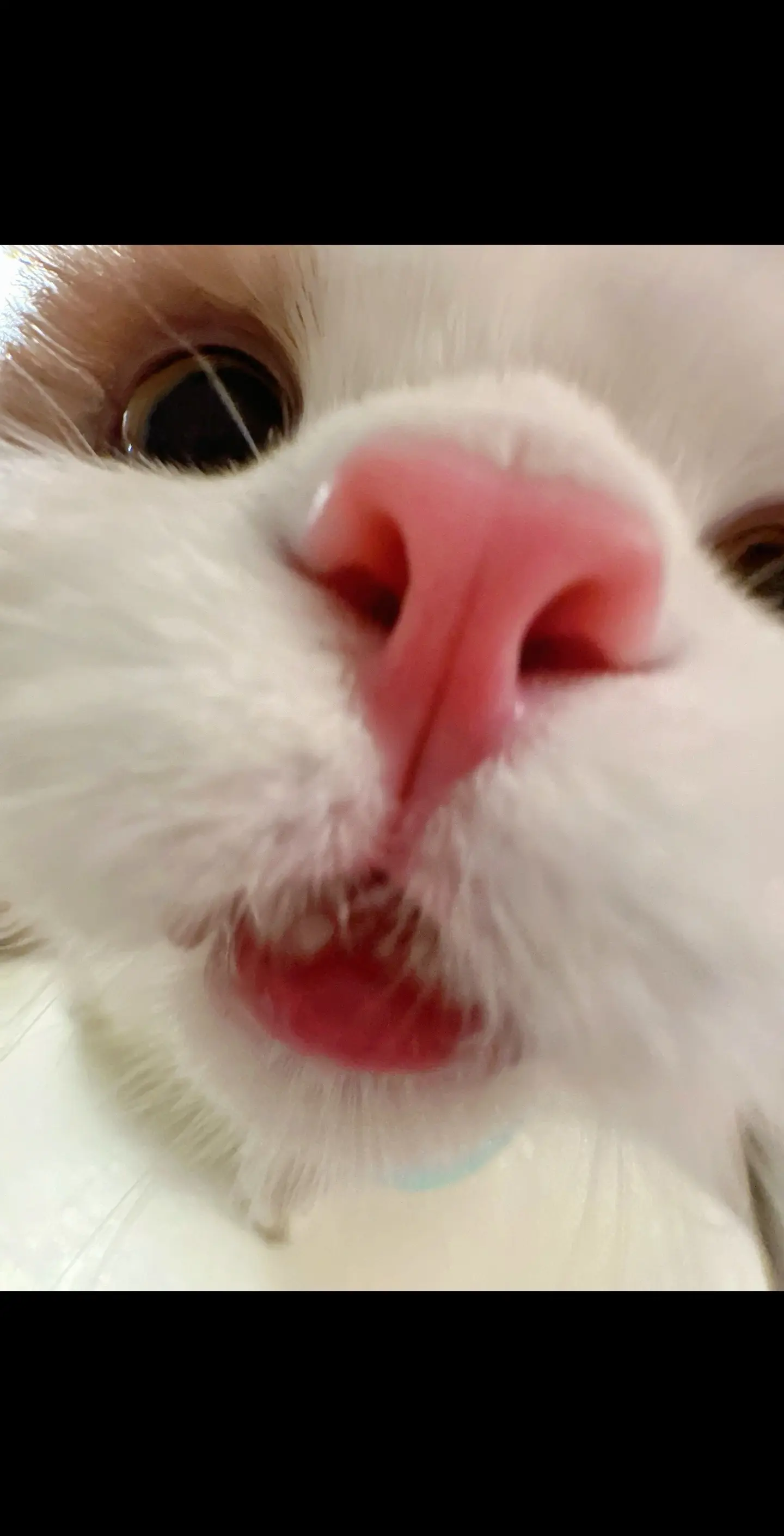 像这种小猫治好了也是流口水