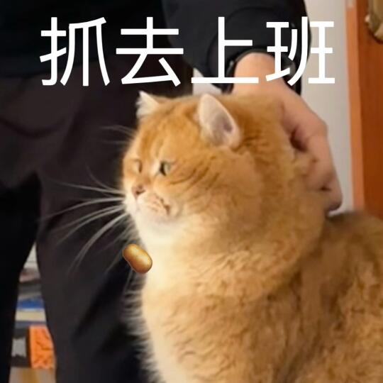 抓去上班 猫猫表情包🥔