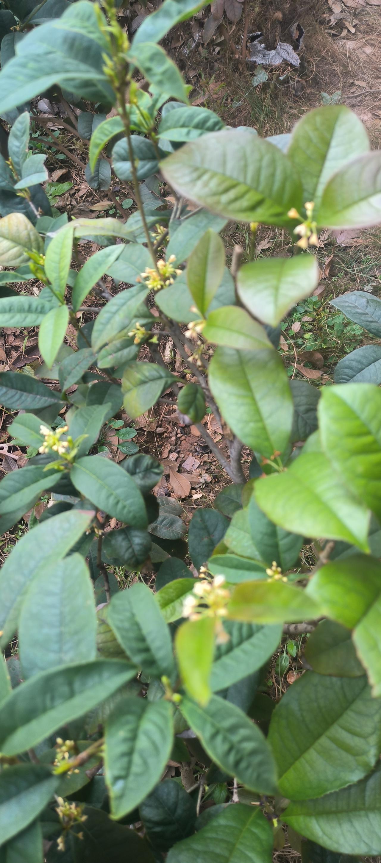 隅花私语
我是一丛低矮的灌木
躲在季节的褶皱里
当春阳催开万千姹紫嫣红
我却只在