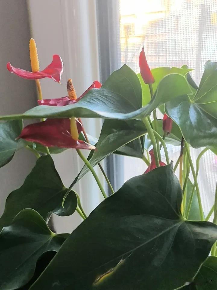 社区春节联谊活动上领回的一盆，花开得生机盎然。