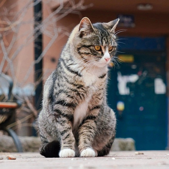 猫 天怎么突然就黑了前一秒还在好奇张望的小猫咪，下一秒就被突然遮住视线，瞬间一脸