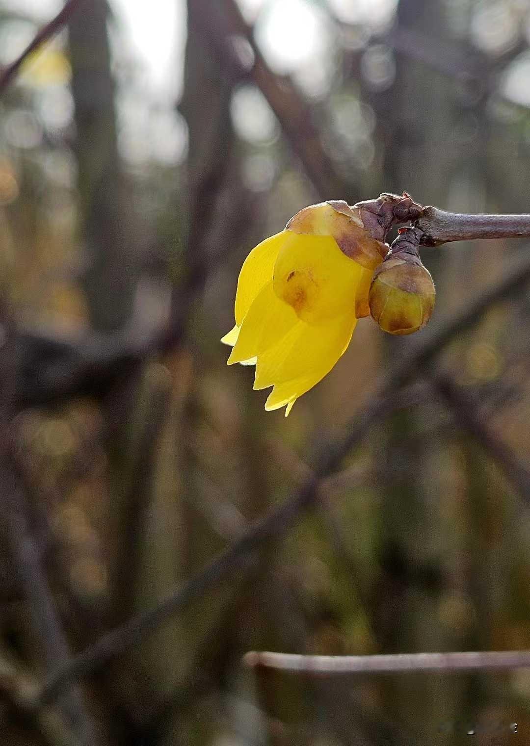 腊梅香吻
腊吻寒树凝雪珠，
梅艳挺立傲世立。
香芳百里惹人羡，
吻意倾心醉我心。