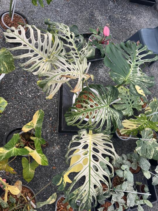 不知道多久才能长得像妈妈一样