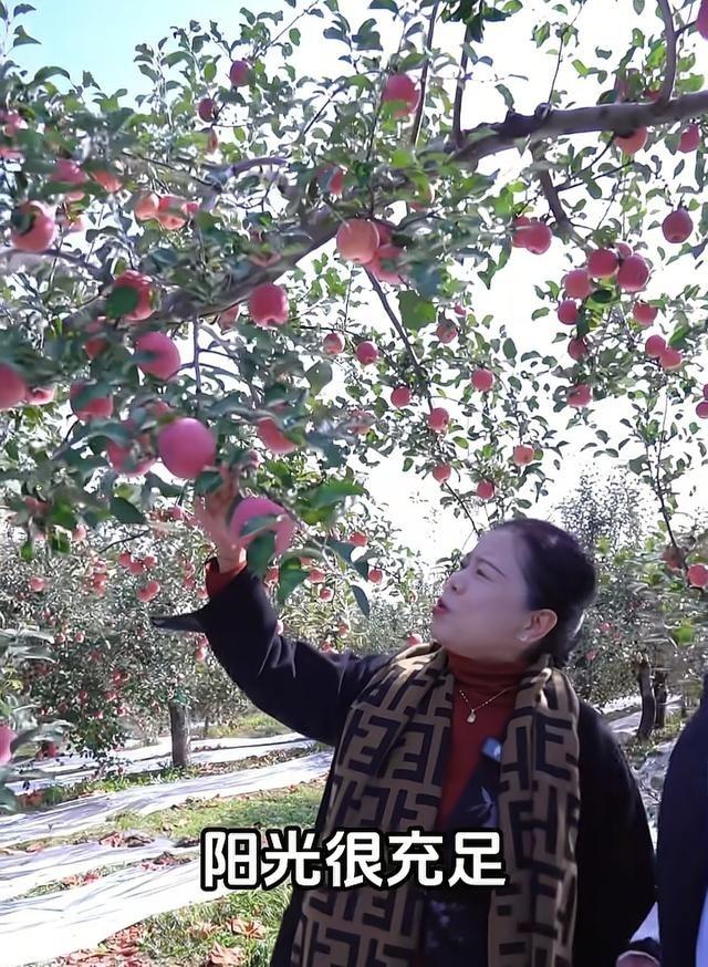 许妈姚爸去延安助农直播，卖了六万多单，苹果近两万单，直接爆了。有人搞恶意投诉想搞