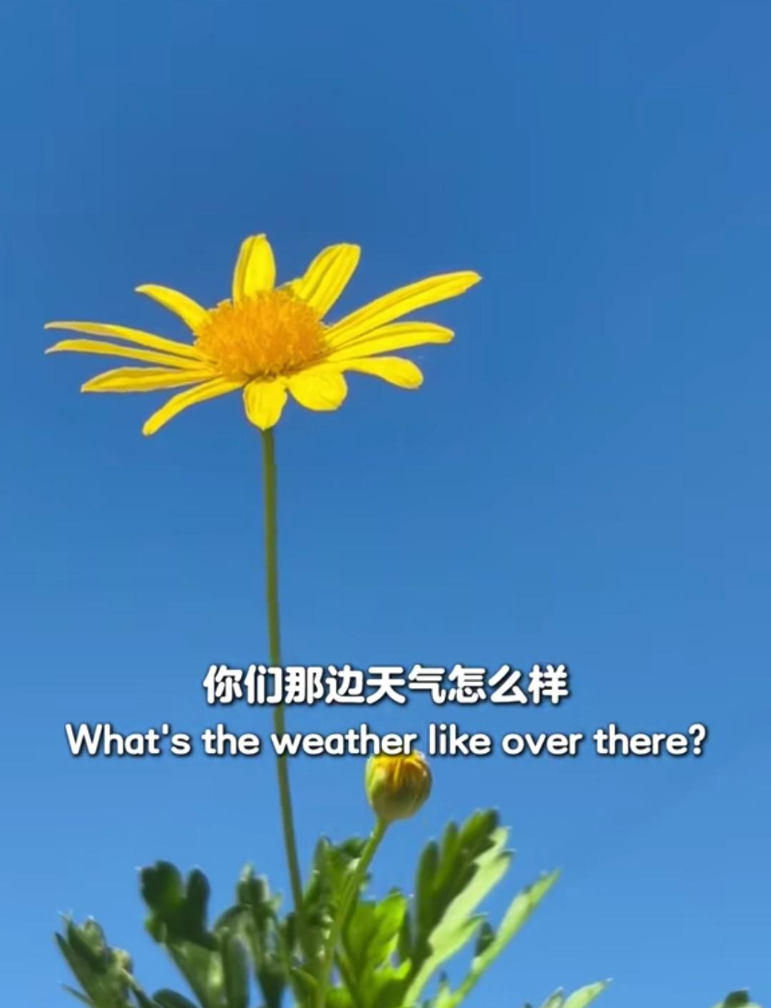 最近云南的天空蓝的有点不真实，这个冬天，阴天少，每天都是阳光明媚，天空蓝蓝的。