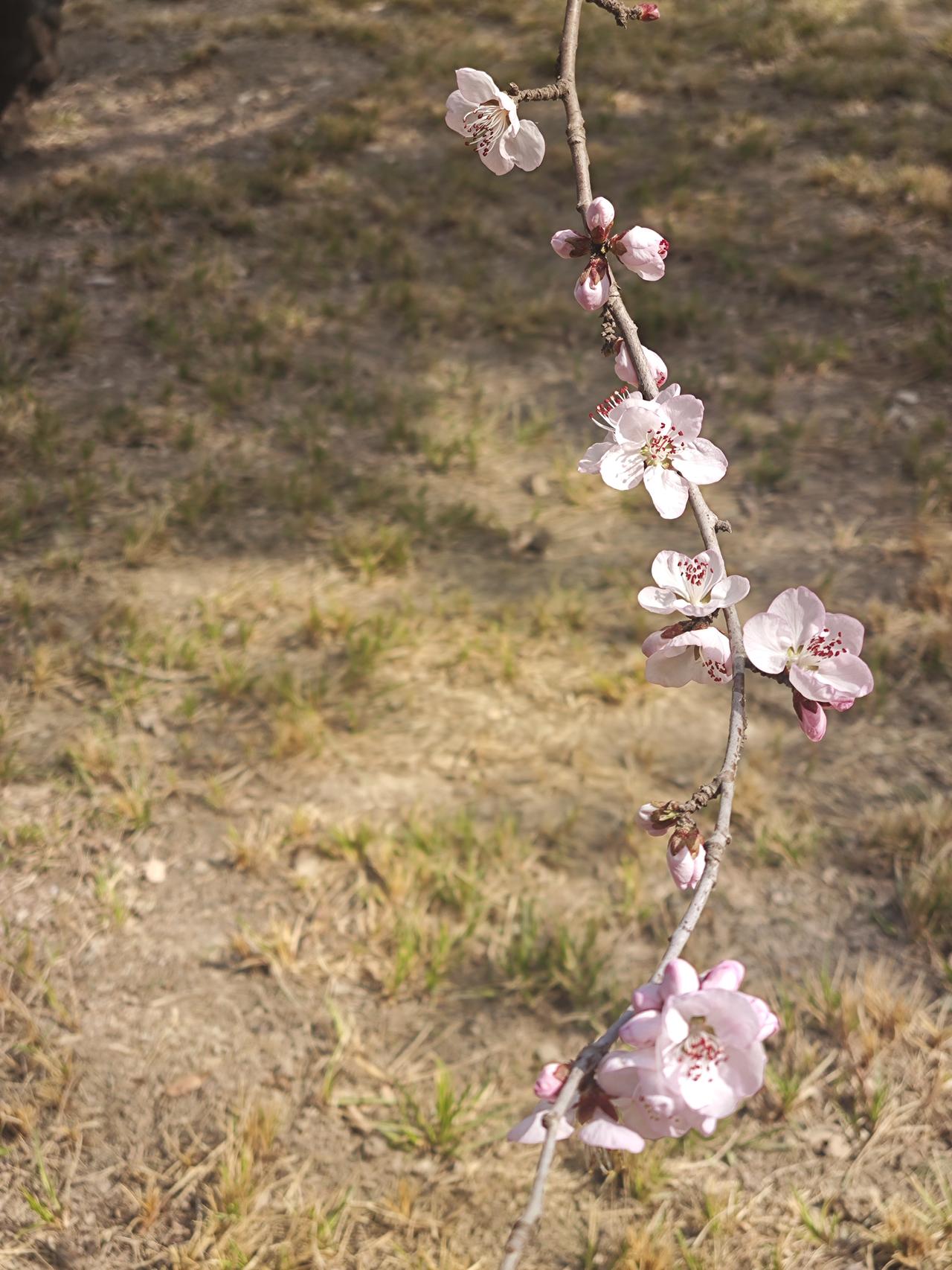 把挫折当台阶，把日子过成诗
 
今天看电视剧，一句台词忽然撞进心里：“如果你想活