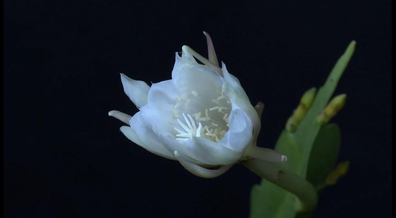 【趣联联趣】
上联：昙花，性根从罅隙
下联：？
【一字千金】
《咏昙花》
花开白