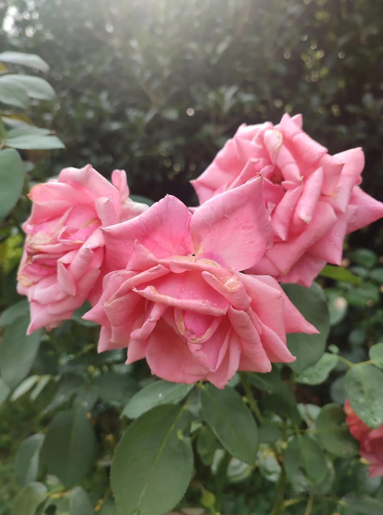 分享你拍的月季花