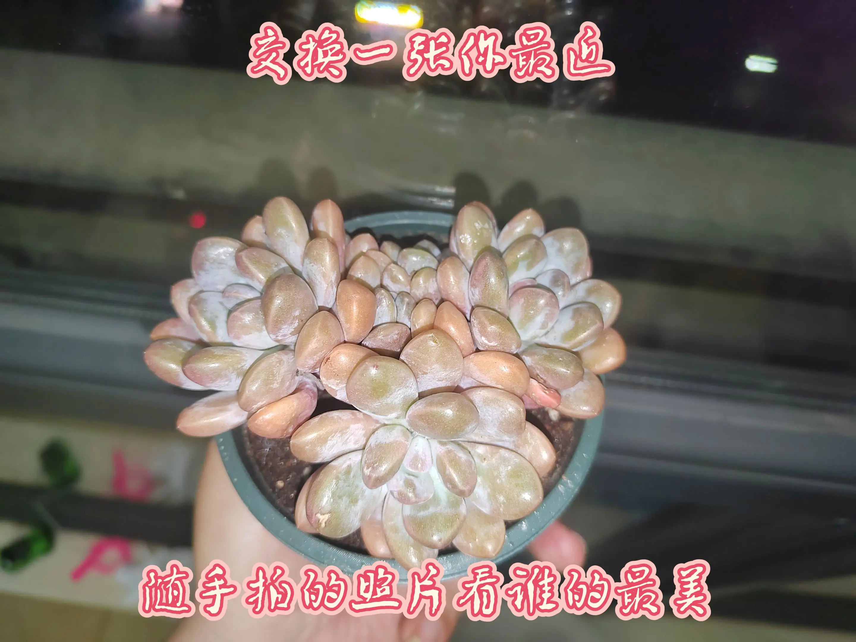 交换一张你最近手机里存的花花草草吧