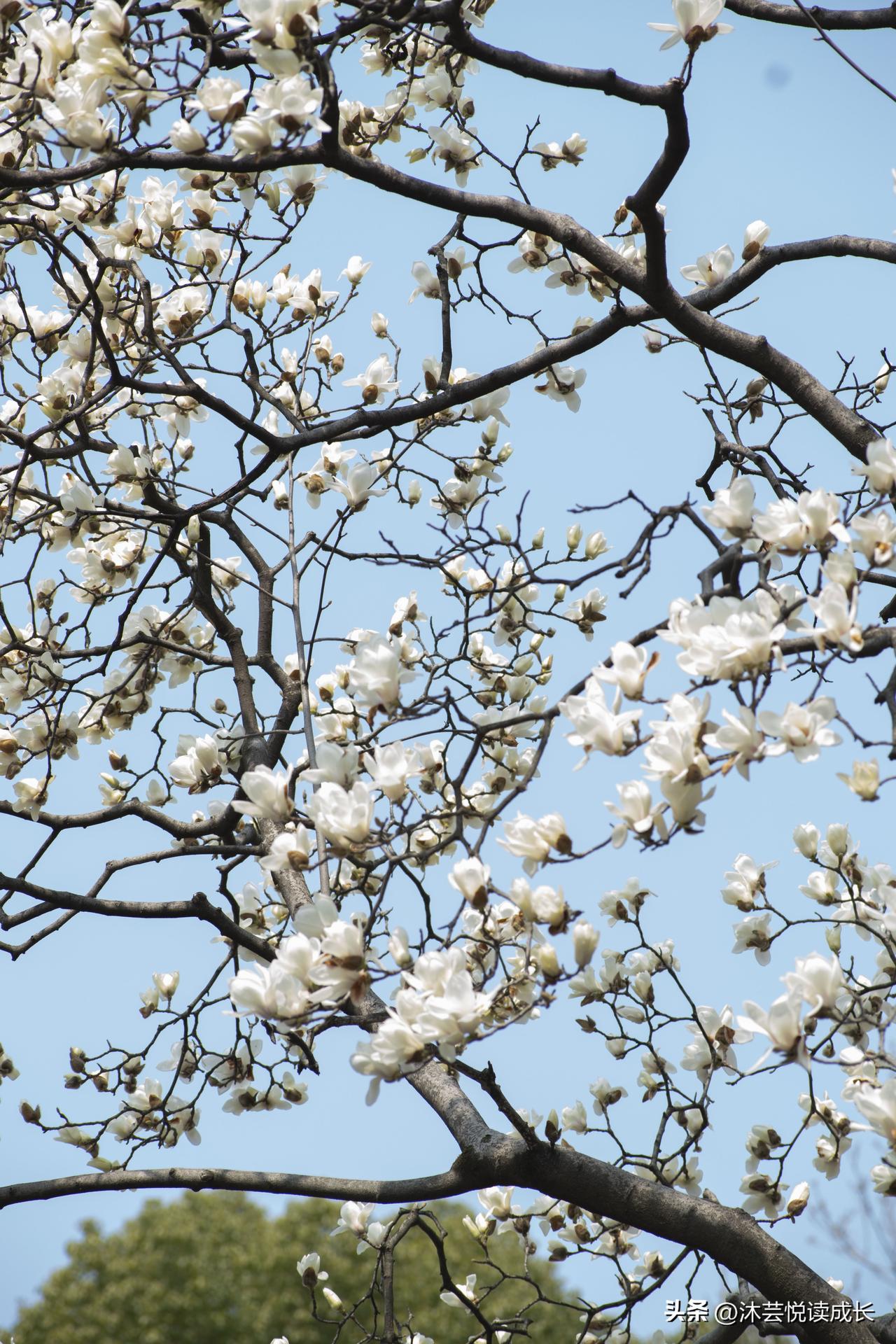 怎么也没想到，退休后，我在南京找到了最浪漫的春天。
 
樱花刚退场，玉兰花便惊艳