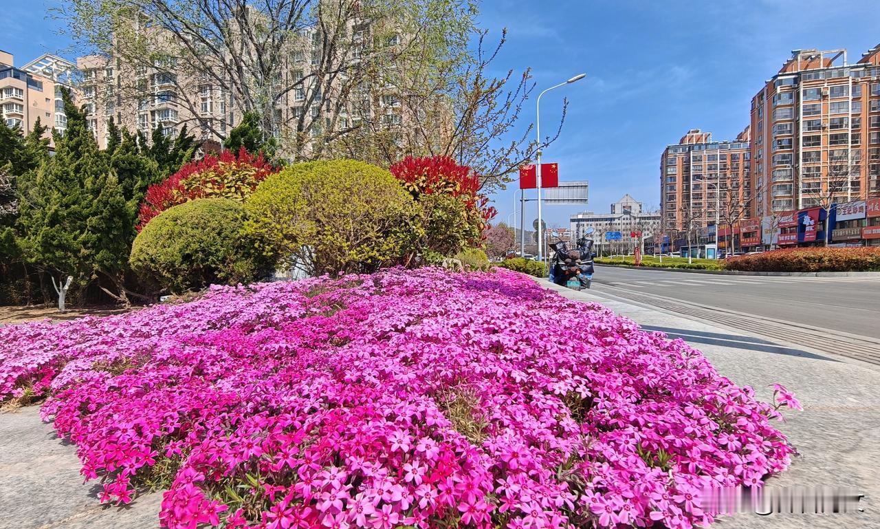 晒图笔记大赛市区盛开的芝樱花