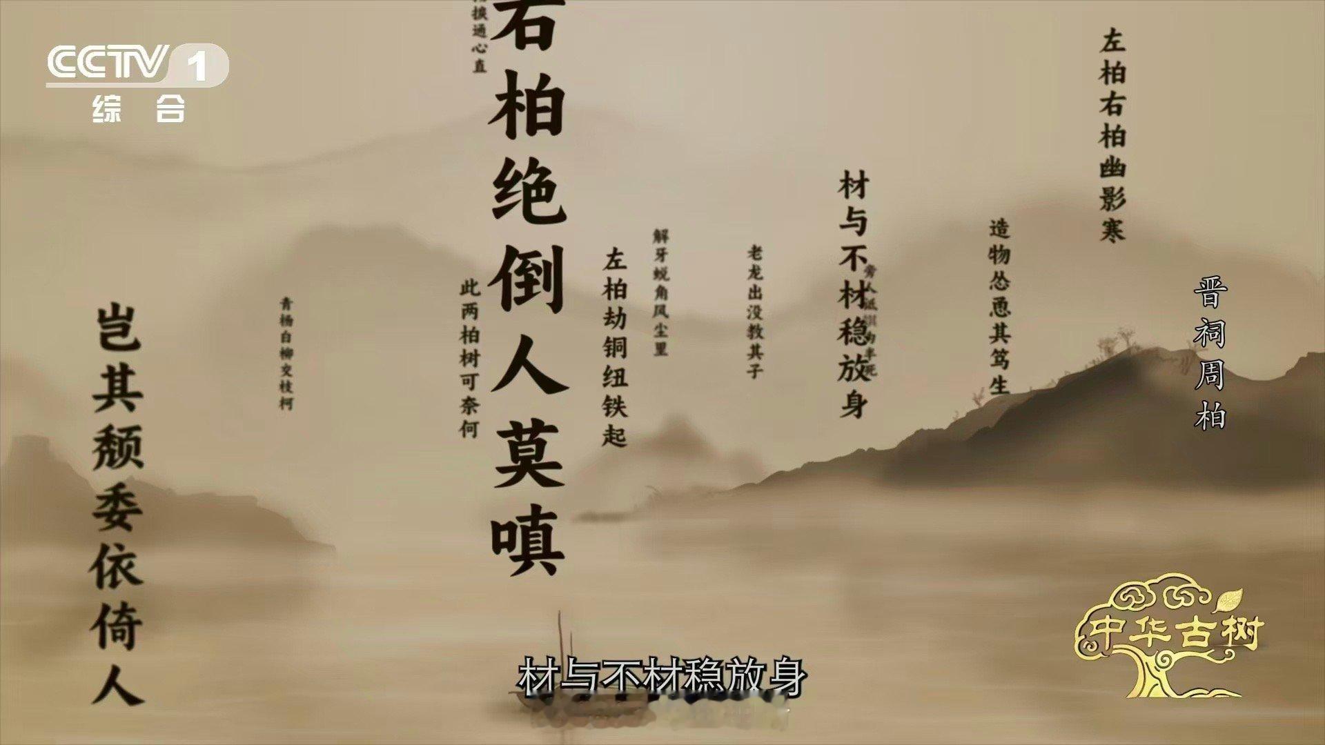3000岁古柏躺着长了数百年 一株侧柏，用树干为3000岁的“晋祠周柏”托起生命