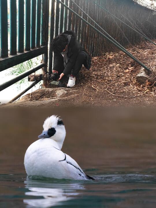 偷感十足的颐和园观鸟，原来是为了它？