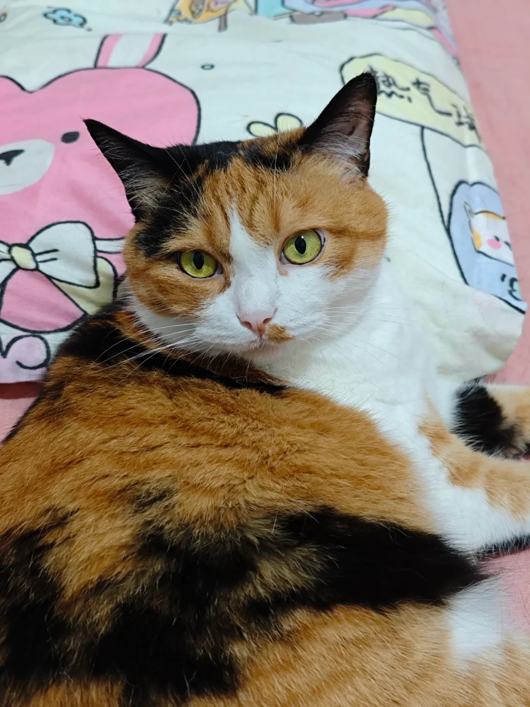 给朋友家的猫铲屎回来之后……