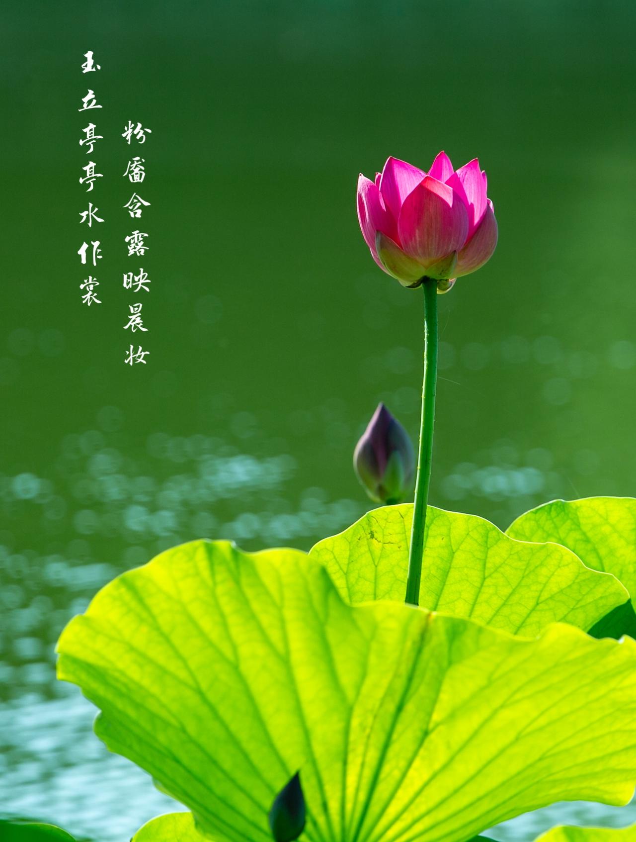 玉立亭亭水作裳，粉靥含露映晨妆。
风翻翠盖千重碧，日透金镶一脉香。
泥根深隐守贞