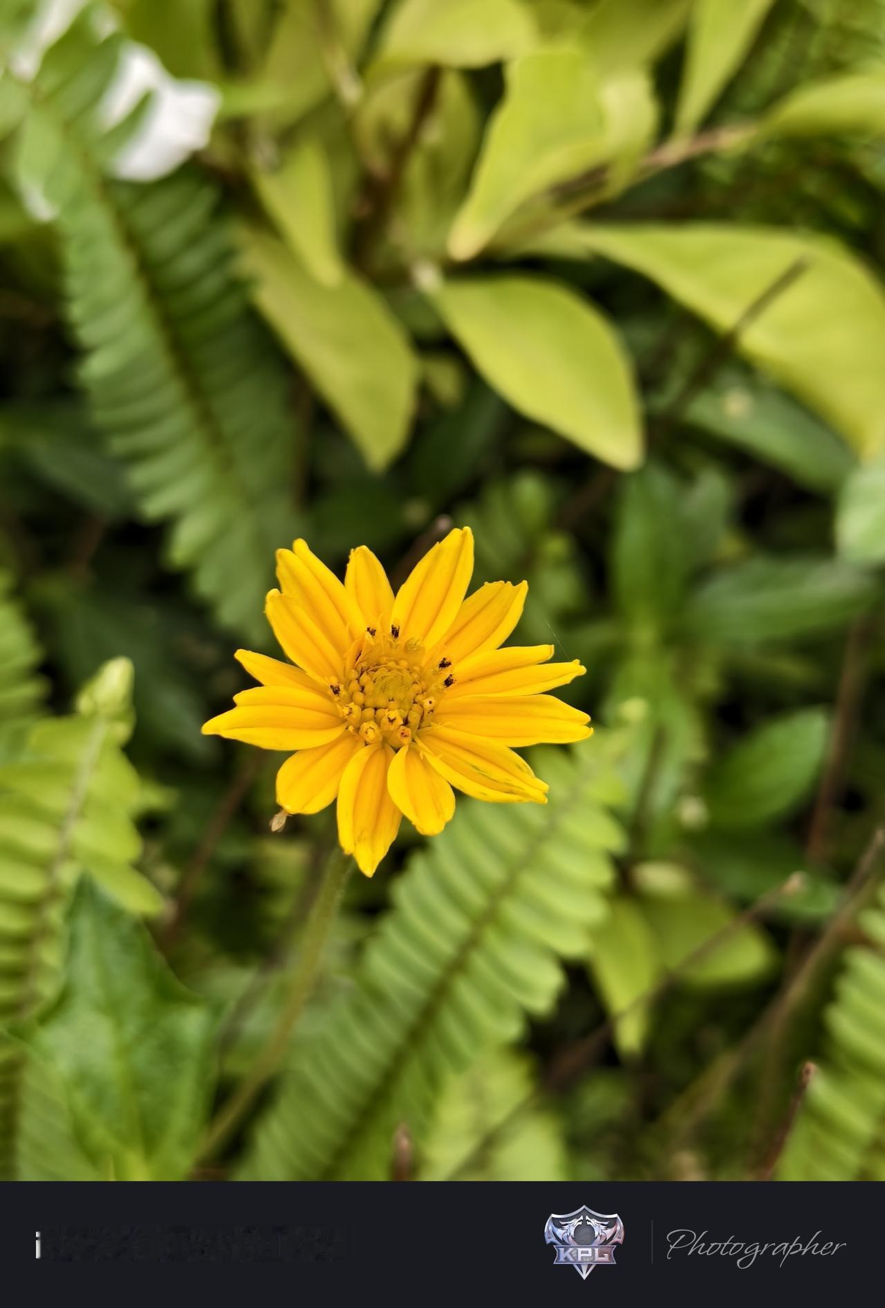 有空可去户外走走，呼吸新鲜空气，带着发现的眼睛，你会发现处处都是春天的美。