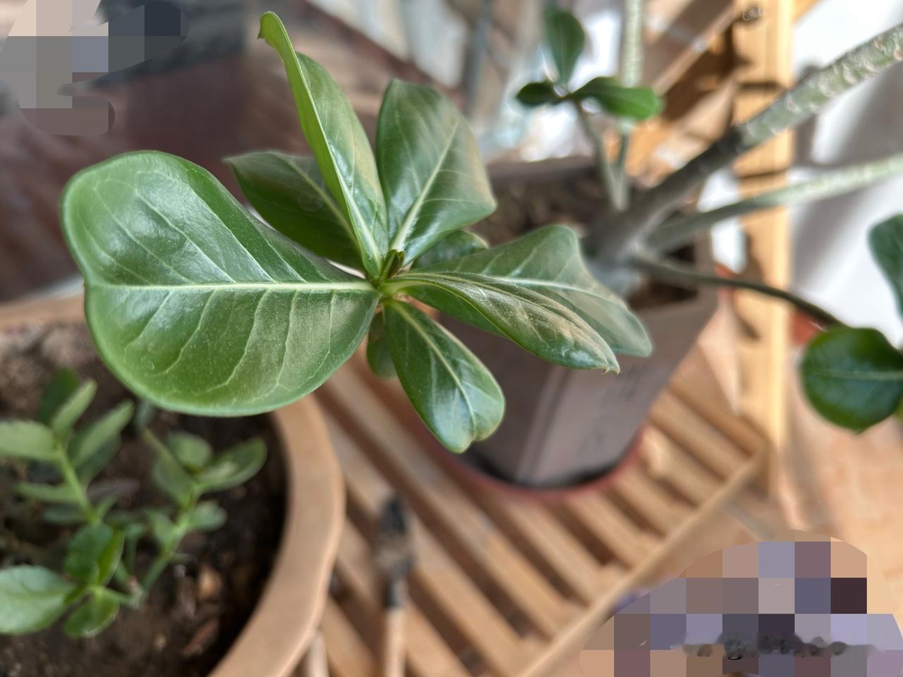 今年夏天热得离谱，好多花草都扛不住，唯独我的沙漠玫瑰越战越勇。

你看，叶片油亮