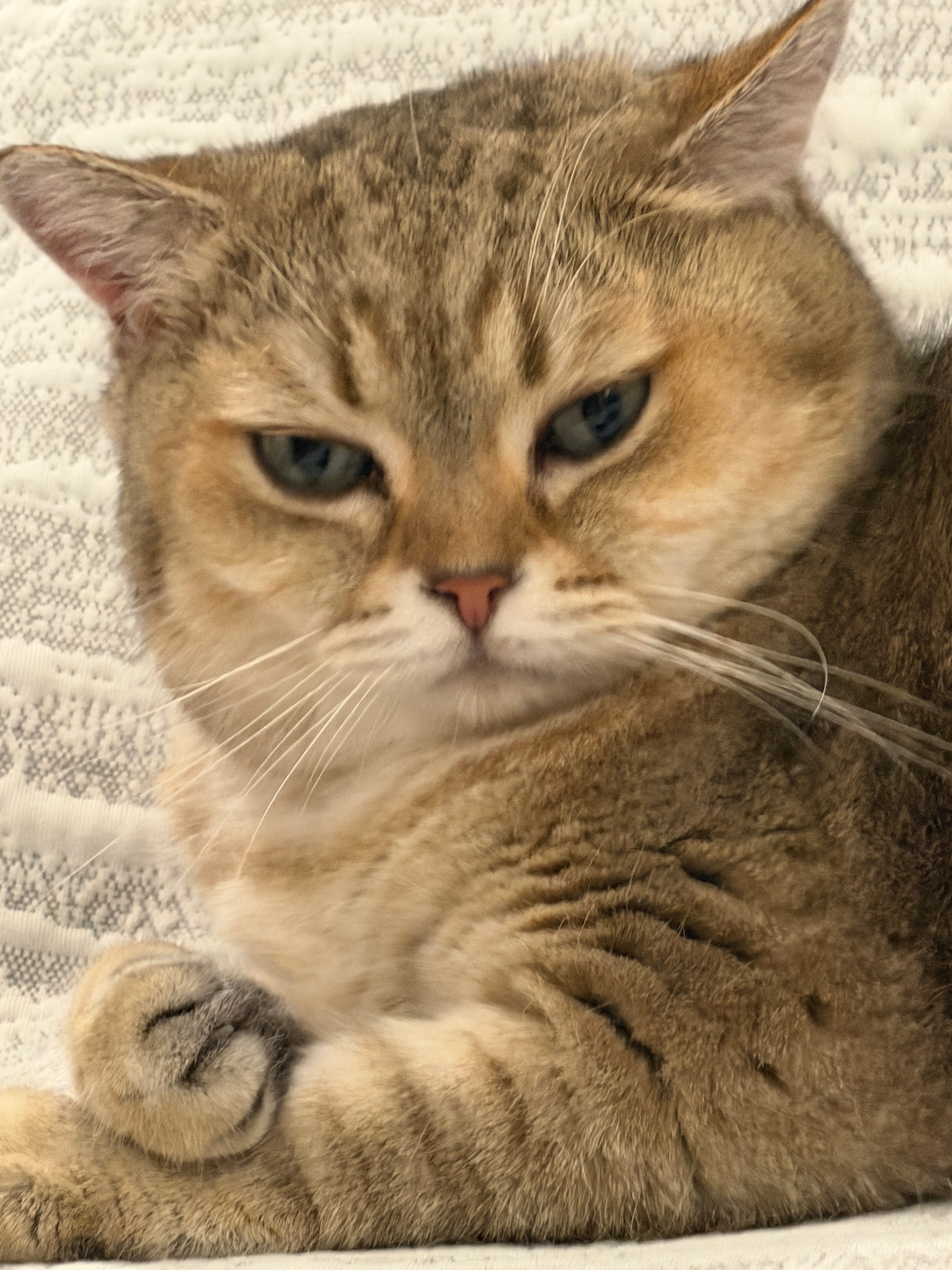 这真的是猫吗不是猪吗 