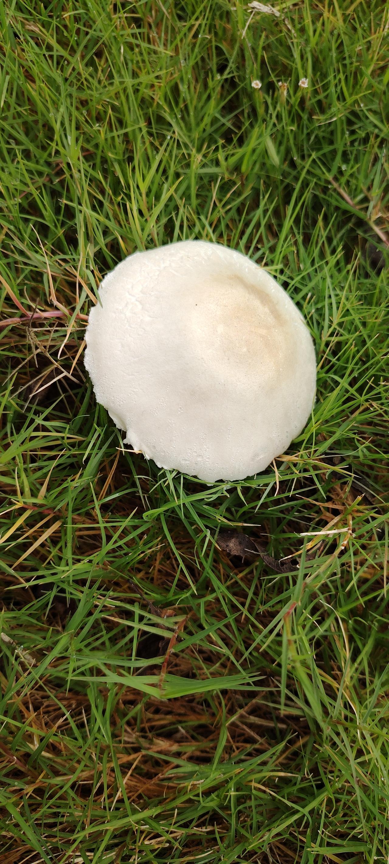 白蘑菇有毒吗？是童话里兔子采的白白胖胖的蘑菇，象一把小雨伞，逗人遐想。堤边水厂旁