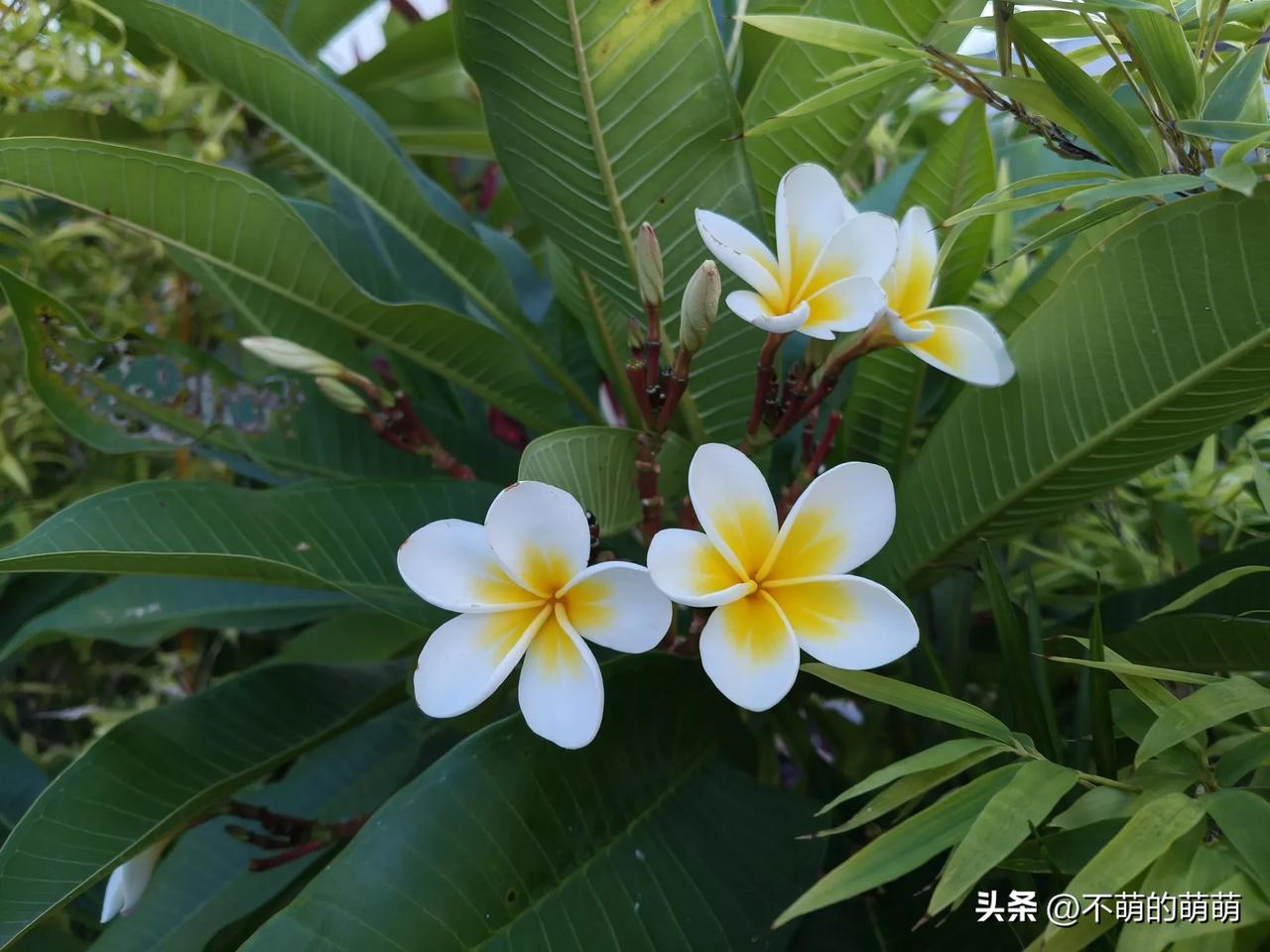初暑，到了夏尾，早晚已经变凉，但白昼还是骄阳似火。在室内，不开空调是绝对不行的，