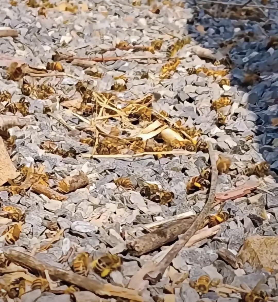 花开了，蜂死了，农药喷得正欢。
无人机嗡嗡飞过油菜田，蜂农一开箱，整群蜜蜂直挺挺