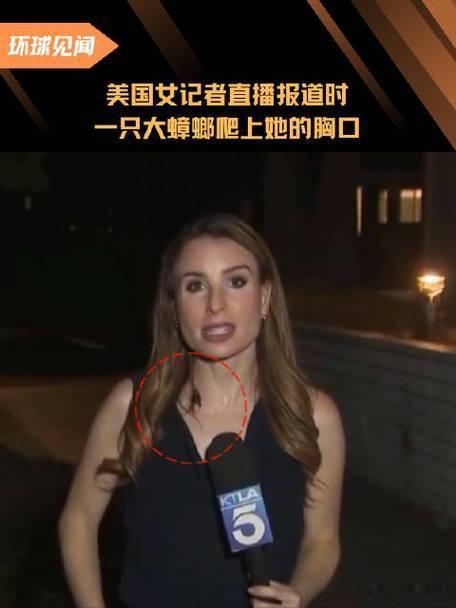 美国女记者无视胸口蟑螂坚持播报这心理素质，小强看了都得敬礼洛杉矶KTLA 5记者