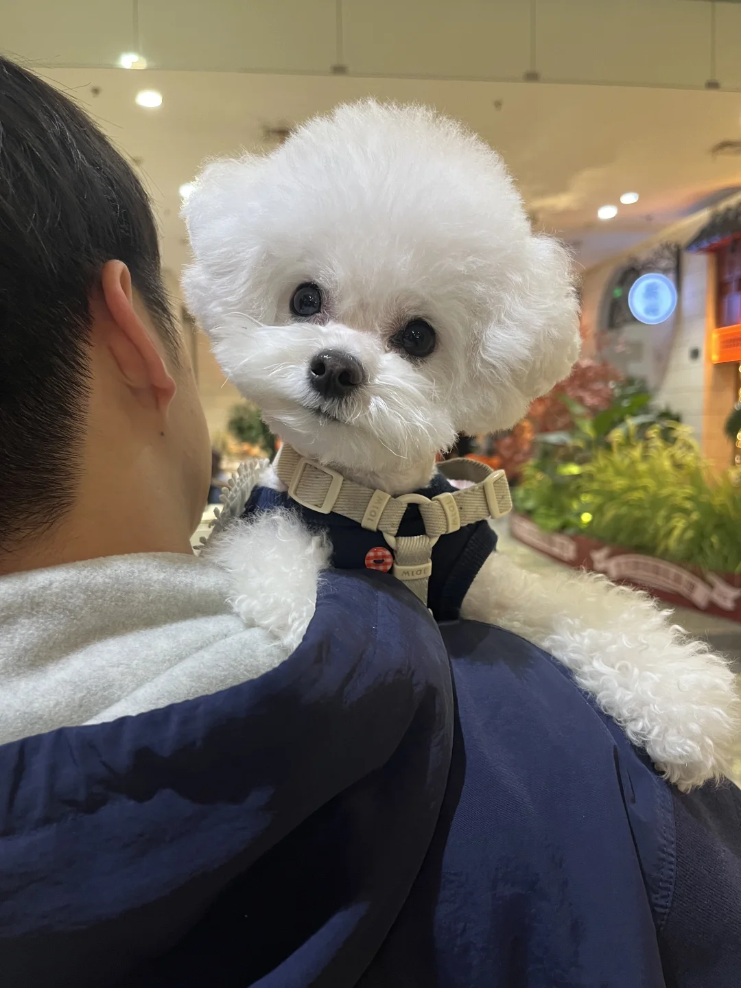 🐶新发型好像睡扁啦