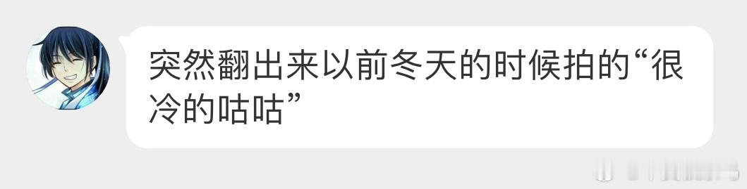 缩着脖子的淑女鸽（人工培育的观赏鸽 ​​​