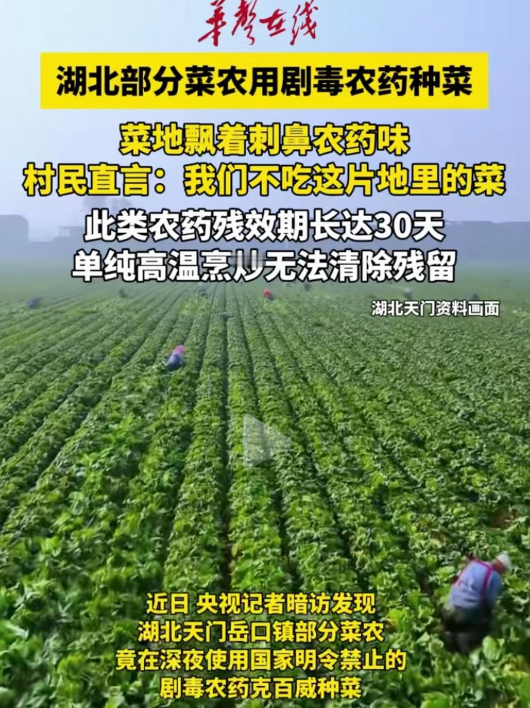 湖北天门菜农用禁用剧毒农药喷菜上，这不是杀虫，这是投毒！

先看看关键词：明令禁