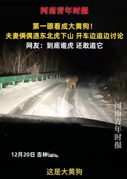 东北虎：人类，我和你们两个到底谁更“虎”啊？非但不躲？还打着车灯追我？

12月