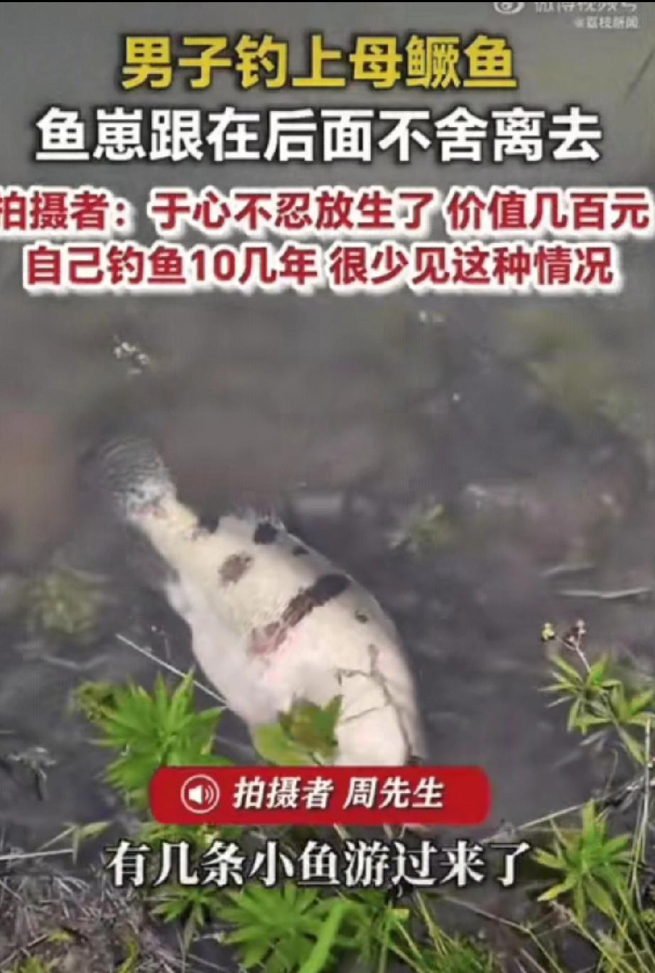 破防了！河南信阳，一男子外出钓鱼，运气爆棚钓上来一条七八斤重的母鳜鱼，心里还美滋