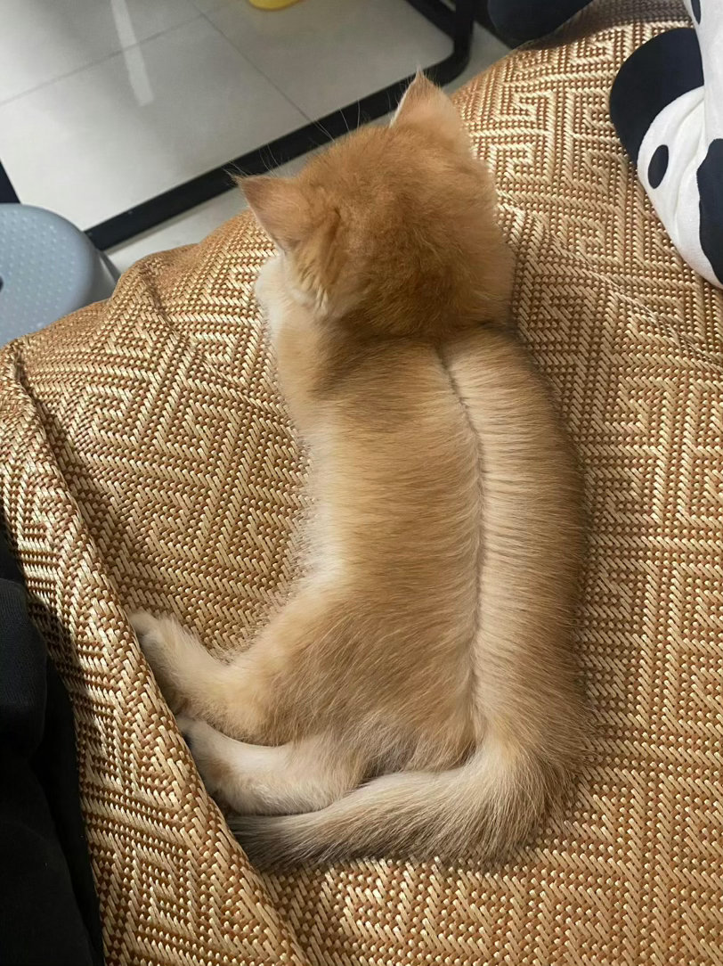 让我来我是专业裁缝小猫开线了怎么办爆笑段子研究所