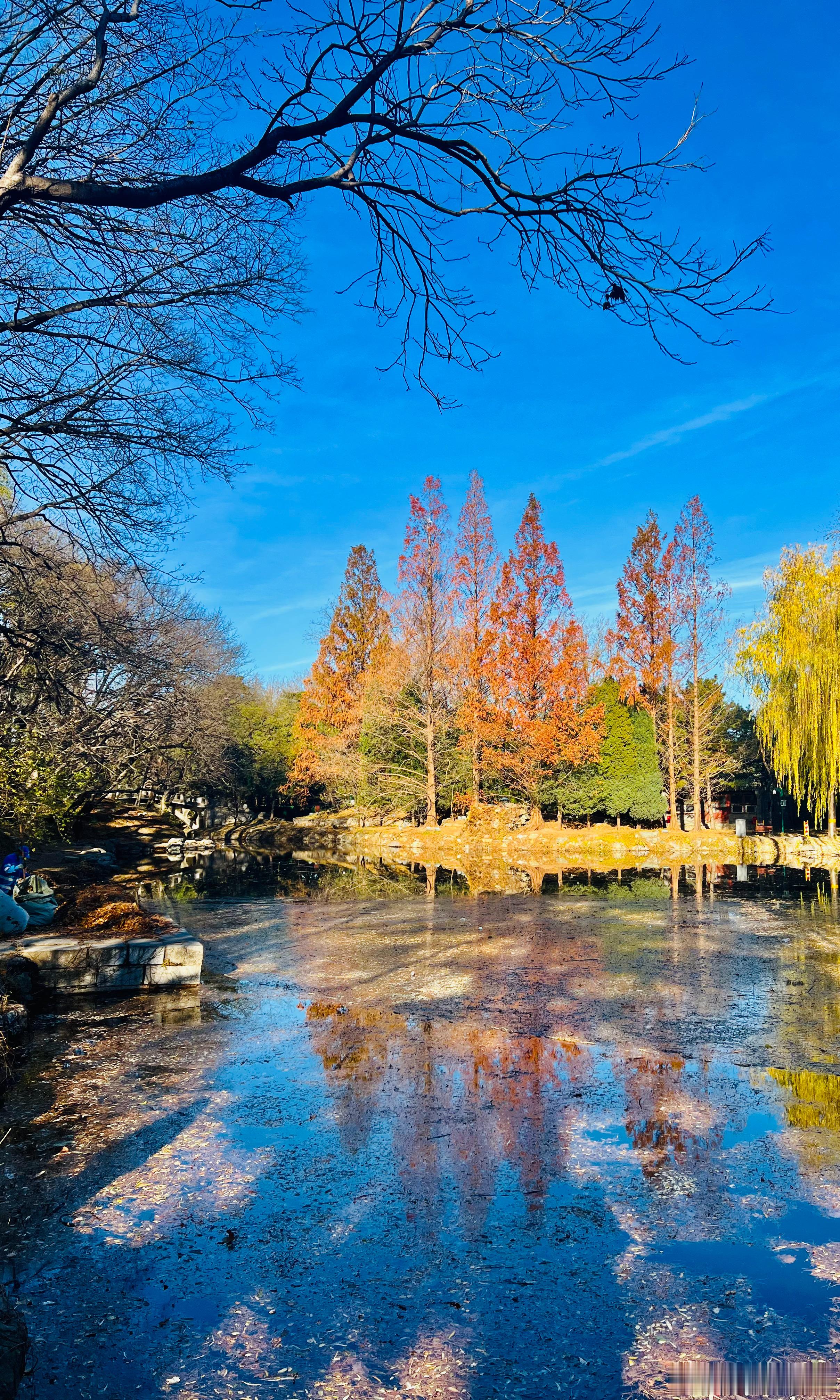 北京颐和园 后溪湖 水杉红北京你好 摄影