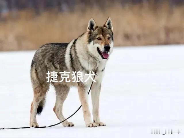 两岁的小女孩被烈性犬活活咬死，这是多么的残忍！让做父母的多么的心痛！

近日，河