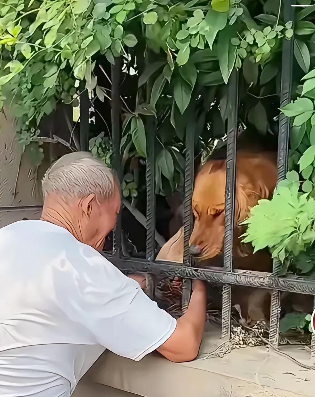 这画面真的太戳心了！老人被送进养老院，一手养大的狗狗每天跑20多里路来看他，隔着